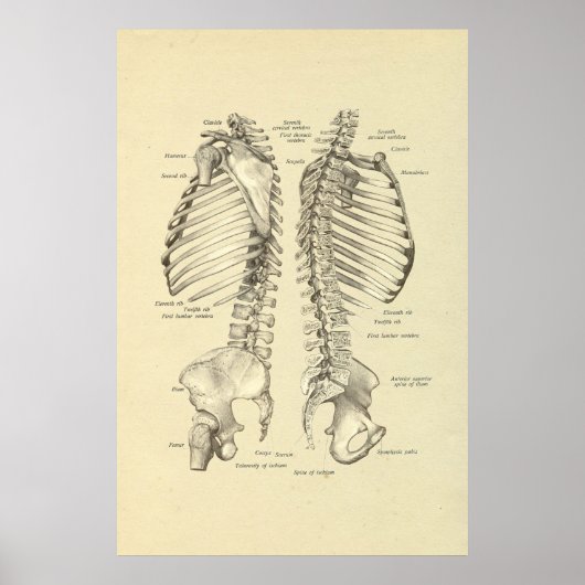 Skelettquerschnitt der Wirbelsäule Poster (Vorne)