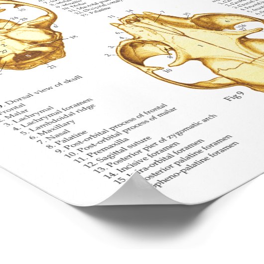 Skelettschädel-Anatomie-Poster der Katze 18 X 24 Poster (Ecke)