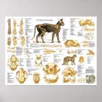 Skelettschädel-Anatomie-Poster der Katze 18 X 24