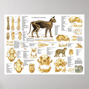 Skelettschädel-Anatomie-Poster der Katze 18 X 24 Poster