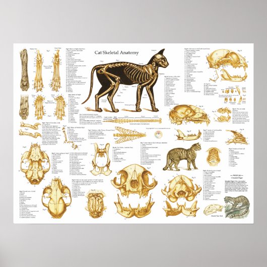 Skelettschädel-Anatomie-Poster der Katze 18 X 24 Poster (Vorne)
