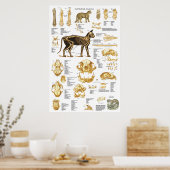 Skelettschädel-Anatomie-Poster der Katze 24 x 36 Poster (Küche)