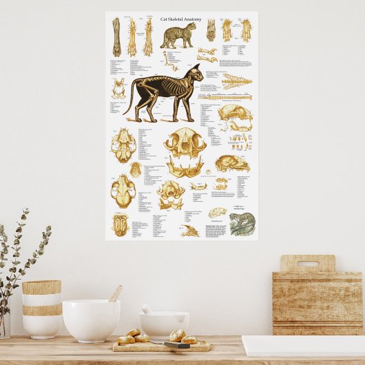 Skelettschädel-Anatomie-Poster der Katze 24 x 36 Poster (Küche)