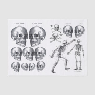 Skelettschädel Skulls Knochen Decoupage Collage Ti Seidenpapier
