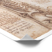 Skelettstudien, Leonardo Da Vinci, 1510 Poster (Ecke)