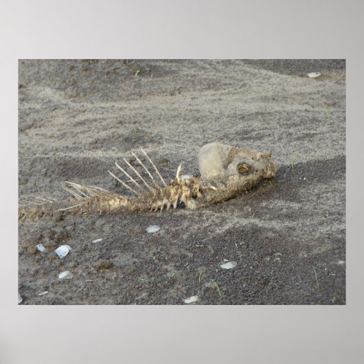 Skelton Poster (Vorne)