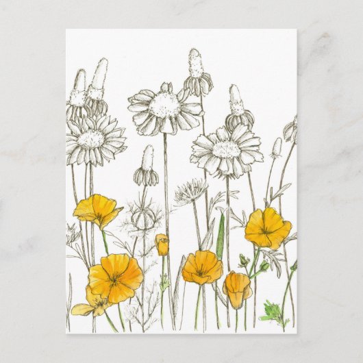 Sketch der Wildblume California Poppy Postkarte (Vorderseite)