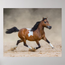 Skewbald amerikanisches Miniaturpferd, das in Stau