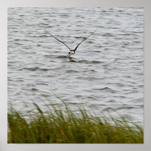 Skimmer Bird Foto Poster