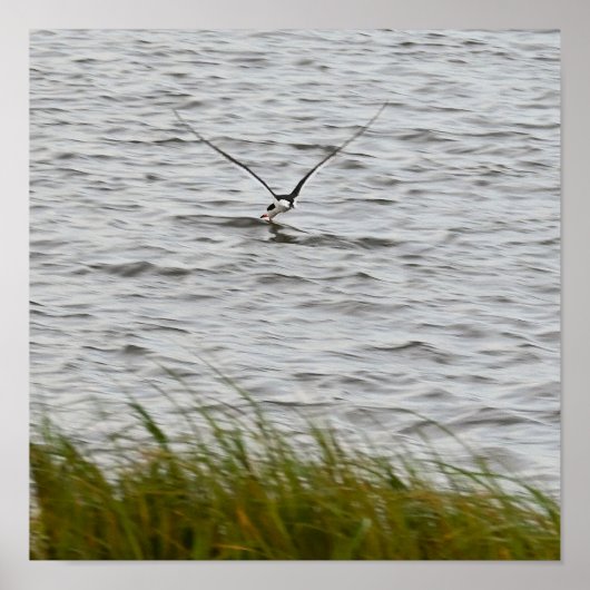 Skimmer Bird Foto Poster (Vorne)