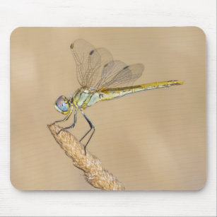 Skimmer Dragonfly Insekt Female (CC BY 4,0) Mousepad