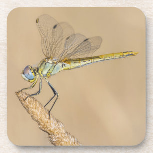 Skimmer Dragonfly Insekt Weibchen (CC BY 4,0) Beve Getränkeuntersetzer
