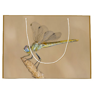 Skimmer Dragonfly Insekt Weibchen (CC BY 4,0) Groß Große Geschenktüte