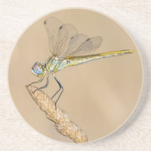 Skimmer Dragonfly Insekt Weibchen (CC BY 4,0) Kost Getränkeuntersetzer
