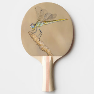 Skimmer Dragonfly Insekt Weibchen (CC BY 4,0) Ping Tischtennis Schläger