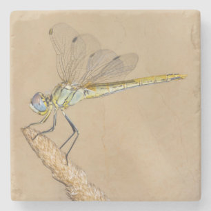 Skimmer Dragonfly Insekt Weibchen (CC BY 4,0) Stei Steinuntersetzer