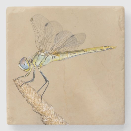 Skimmer Dragonfly Insekt Weibchen (CC BY 4,0) Stei Steinuntersetzer (Vorderseite)