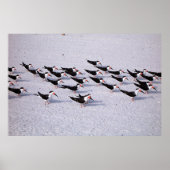 Skimmer Flock Poster (Vorne)