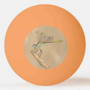 Skimmer Libelle Insekt Weiblich (CC BY 4.0) Ping P Tischtennisball