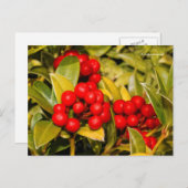 Skimmia Japonica Berries und Blätter Postkarte (Vorne/Hinten)