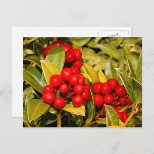 Skimmia Japonica Berries und Blätter Postkarte (Vorne/Hinten)
