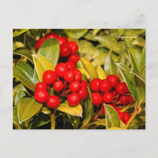 Skimmia Japonica Berries und Blätter Postkarte (Vorderseite)