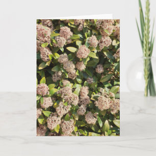 Skimmia Japonica im Park Karte