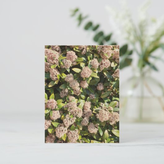 Skimmia Japonica im Park Postcard Postkarte (Stehend Vorderseite)