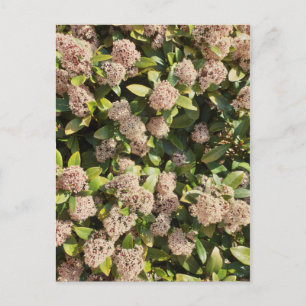 Skimmia Japonica im Park Postcard Postkarte