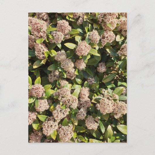Skimmia Japonica im Park Postcard Postkarte (Vorderseite)