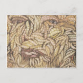 "Skin Deep" Postkarte (Vorderseite)