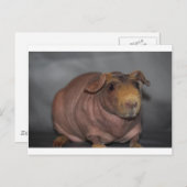 Skinny Pig Postkarte (Vorne/Hinten)