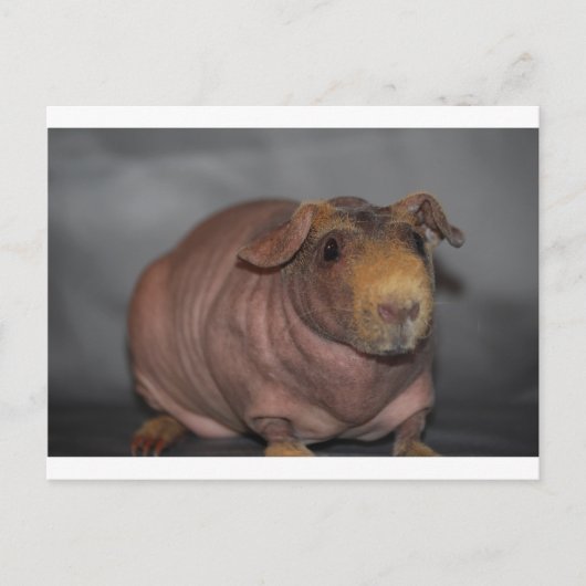Skinny Pig Postkarte (Vorderseite)