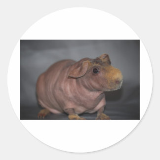 Skinny Pig Runder Aufkleber