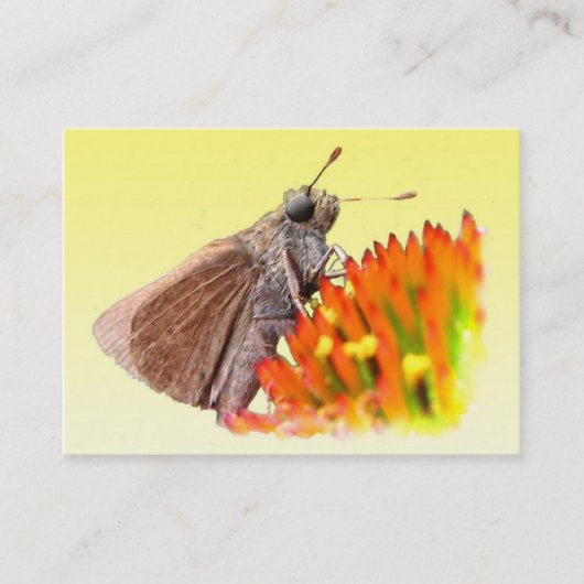 Skipper auf Echinacea ATC Visitenkarte (Vorderseite)