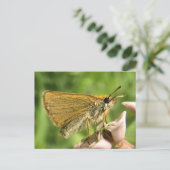 Skipper auf Milkweed Postkarte (Stehend Vorderseite)