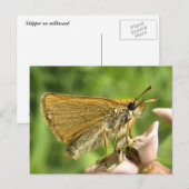 Skipper auf Milkweed Postkarte (Vorne/Hinten)