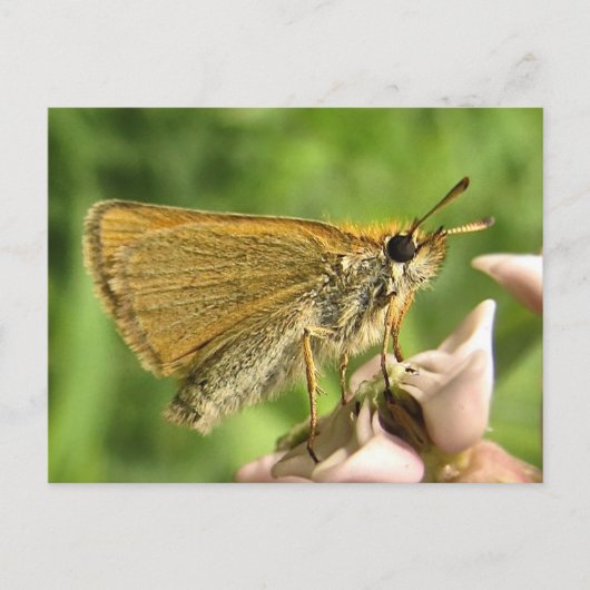 Skipper auf Milkweed Postkarte (Vorderseite)