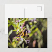 Skipper Butterfly Feiertagspostkarte (Vorne/Hinten)
