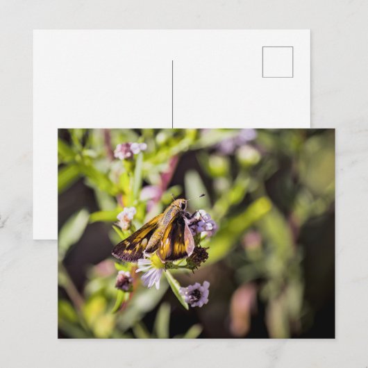 Skipper Butterfly Feiertagspostkarte (Vorne/Hinten)