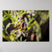Skipper Butterfly Poster (Vorne)