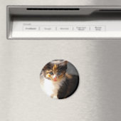 Skittles Magnet (In Situ (Geschirrspüler))