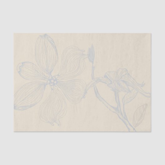 Skizzierte Dogwood Branch Lg Skala auf Parchel Seidenpapier (Vorderseite)