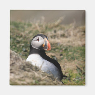 Skomer Insel-Papageientaucher Magnet