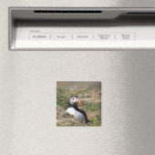 Skomer Island Puffins Magnet (In Situ (Geschirrspüler))