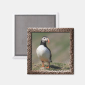 Skomer Island Puffins Magnet (Vorderseite/Rückseite)