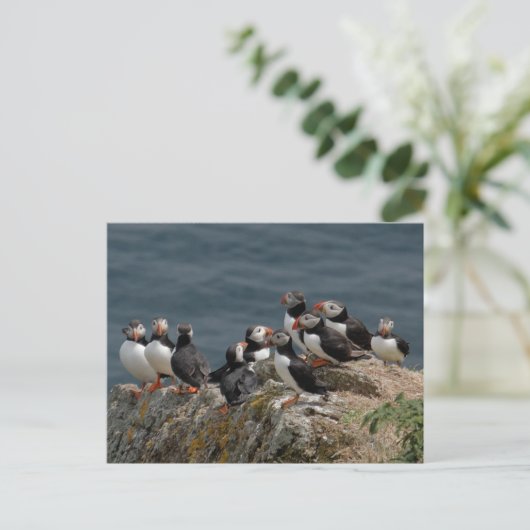 Skomer Island Puffins Postkarte (Stehend Vorderseite)