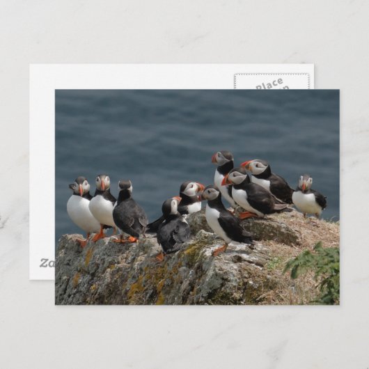 Skomer Island Puffins Postkarte (Vorne/Hinten)