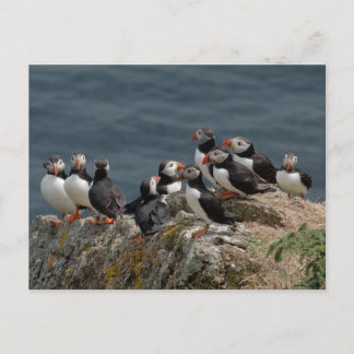 Skomer Island Puffins Postkarte