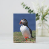 Skomer Island Puffins Postkarte (Stehend Vorderseite)